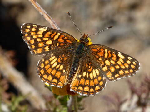 Image of Gabb's Checkerspot