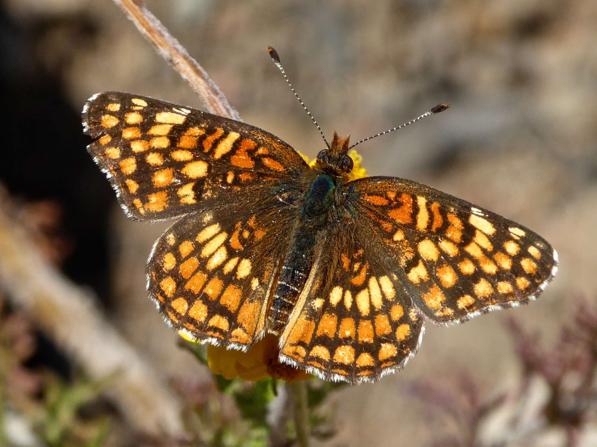 Image of Gabb's Checkerspot