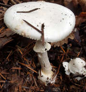 Image of False deathcap