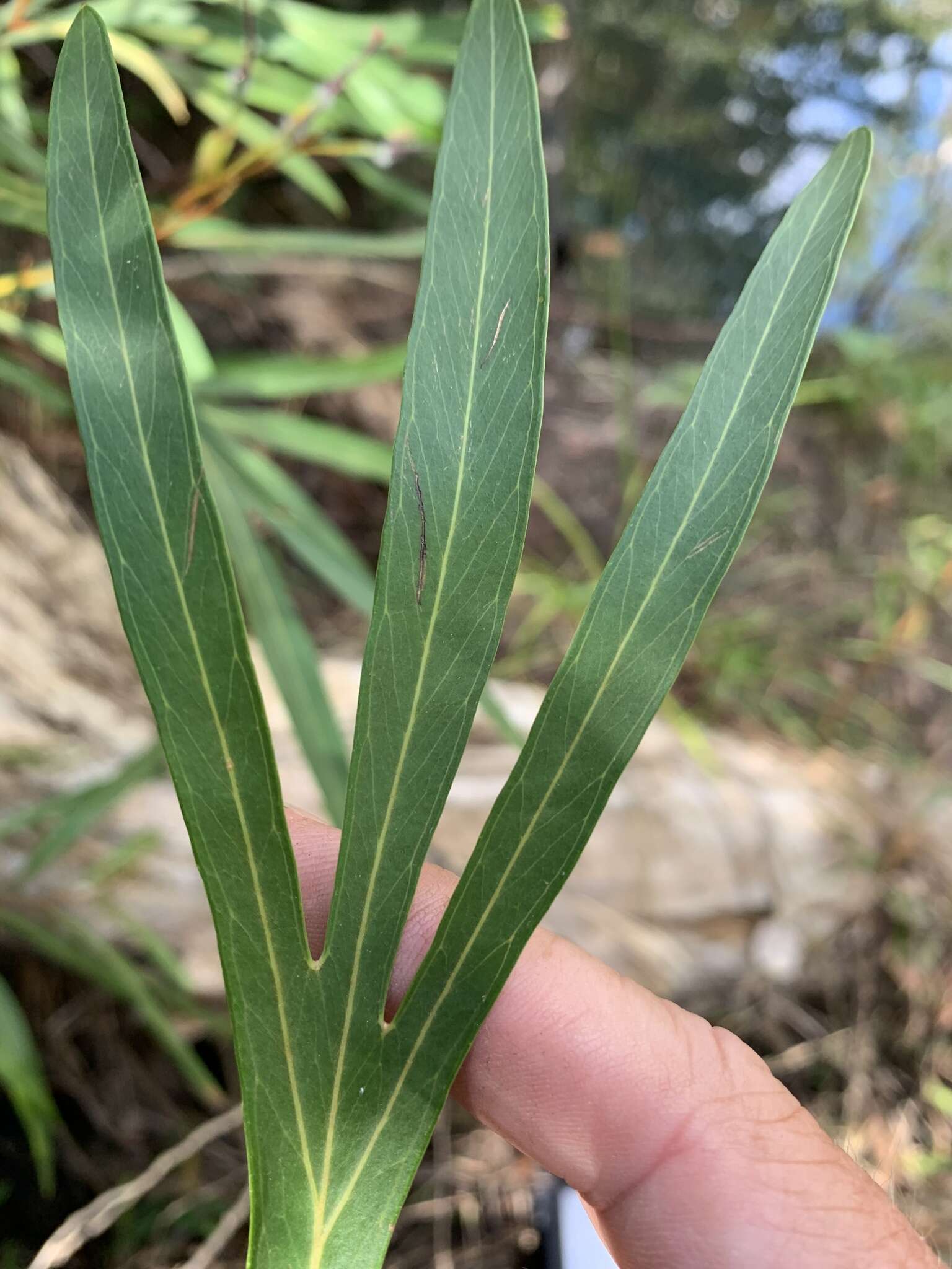 Image of Grevillea venusta R. Br.