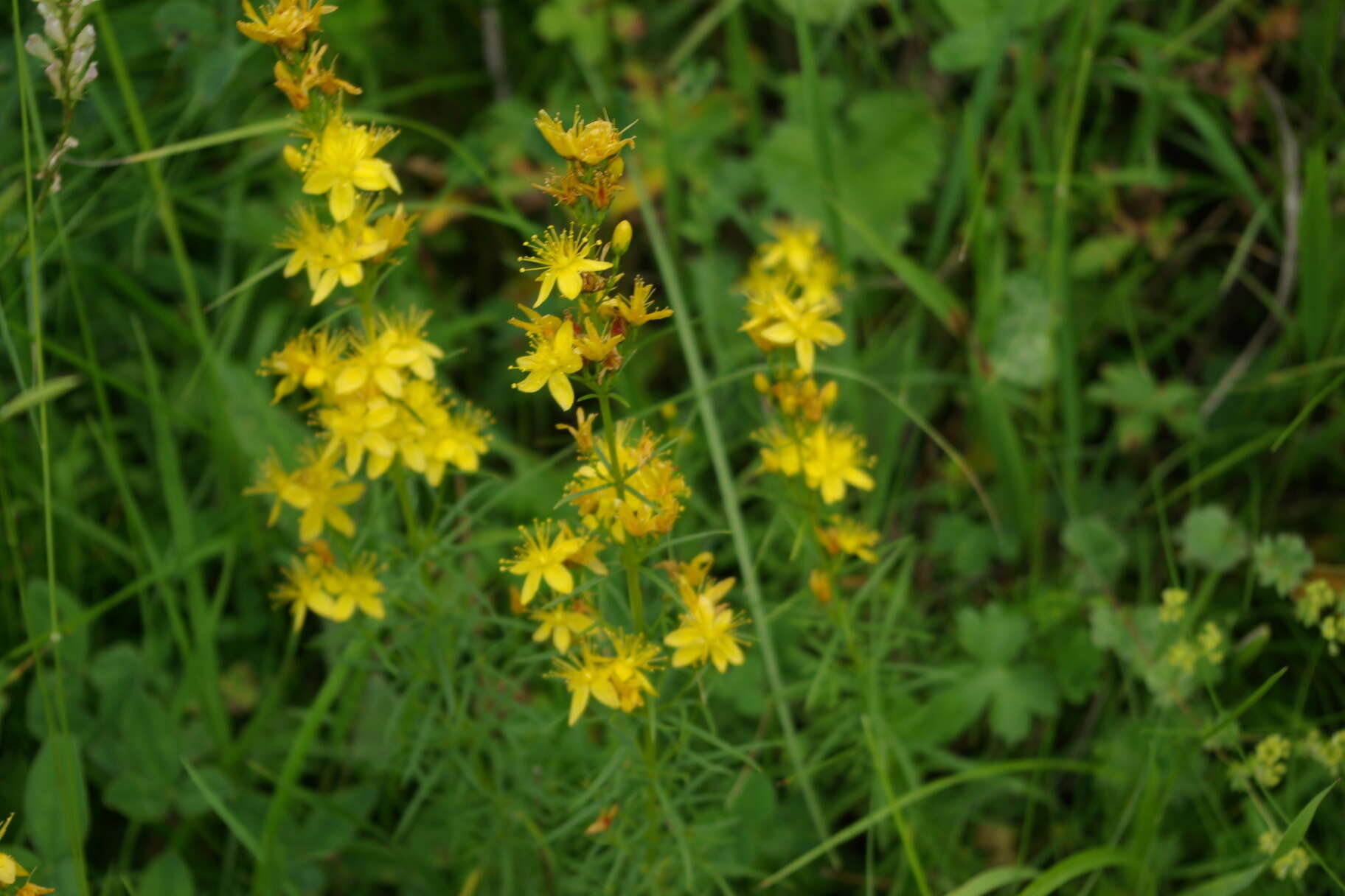 Imagem de Hypericum asperuloides Czern. & Turcz.