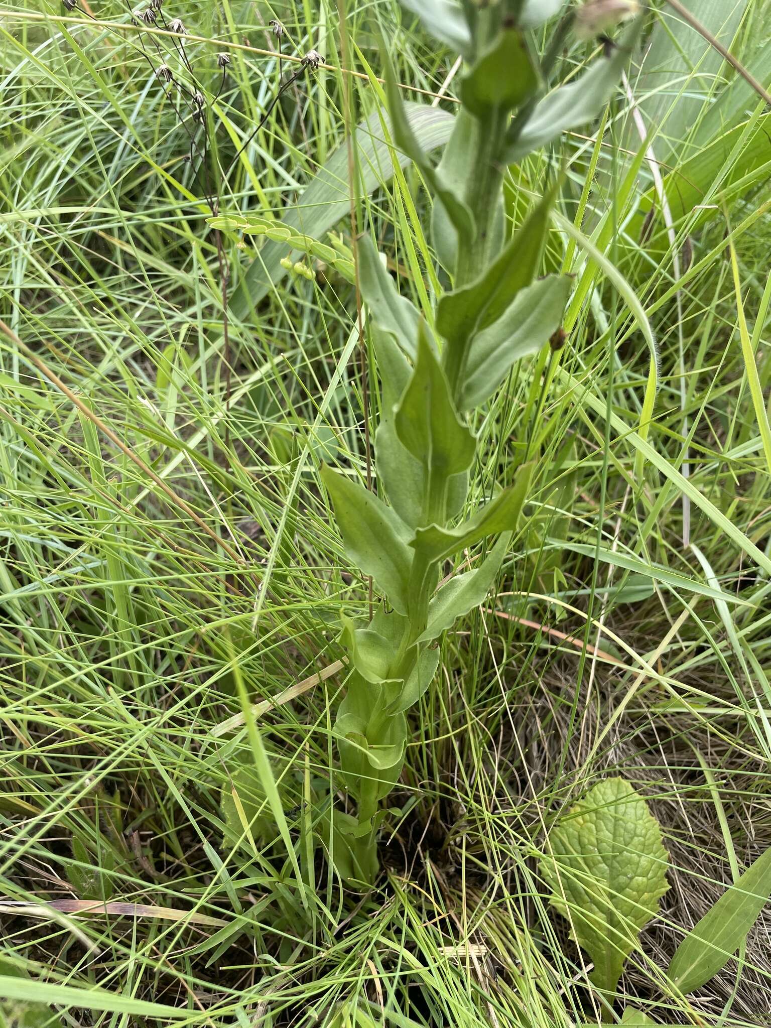 Image of Brachycorythis ovata subsp. ovata