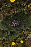 صورة Phlomoides rotata (Benth. ex Hook. fil.) Mathiesen