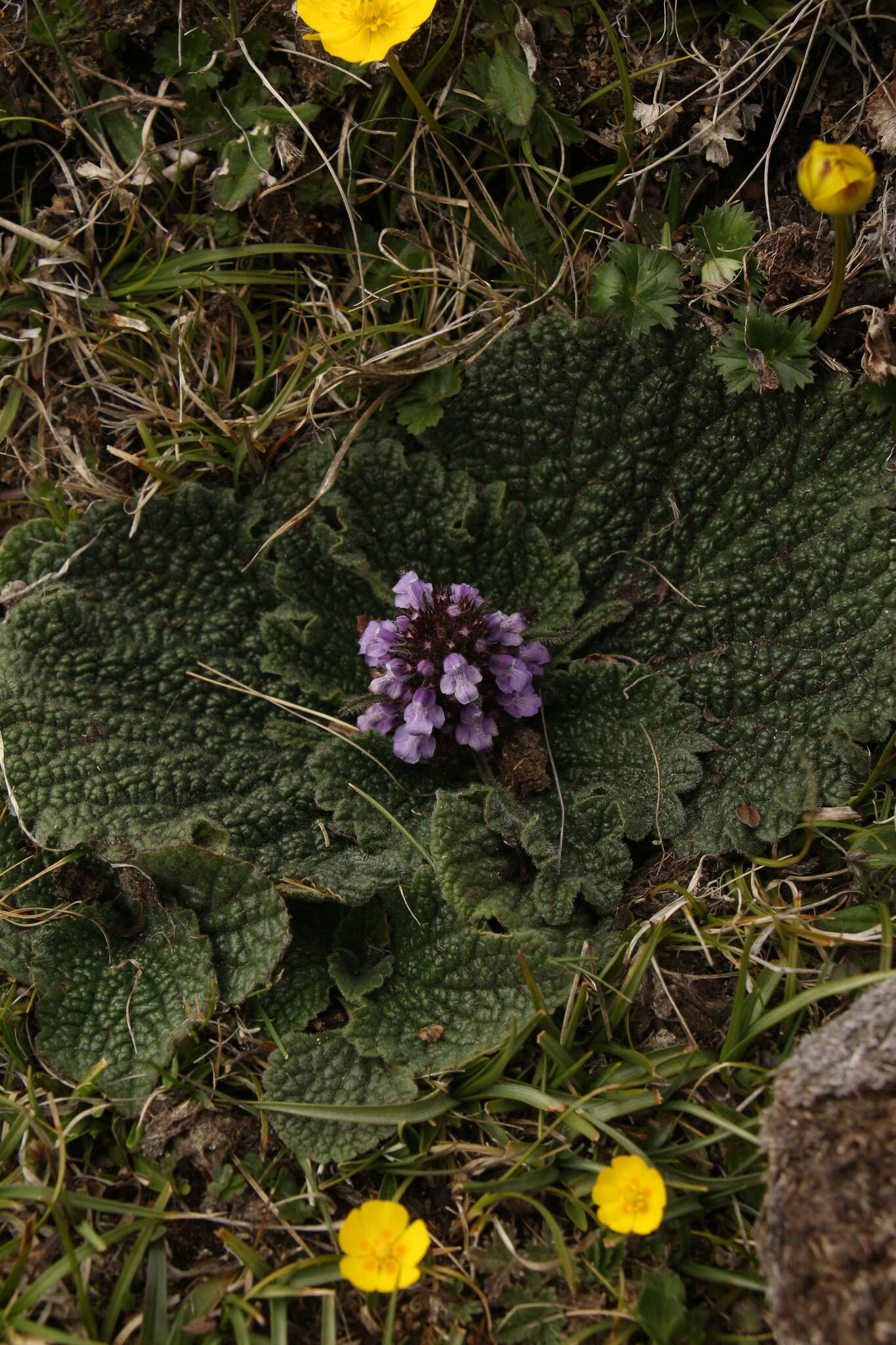 صورة Phlomoides rotata (Benth. ex Hook. fil.) Mathiesen