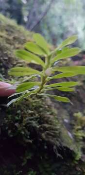 Image of Dichaea trinitensis Gleason