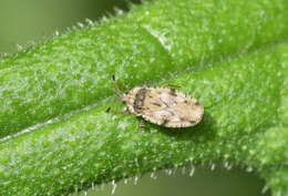 Image of spear thistle lacebug