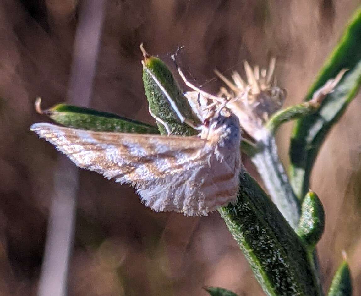 Image of Idaea sericeata