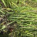 Image of Tacoma reedgrass