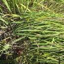 Image de Calamagrostis tacomensis K. L. Marr & Hebda