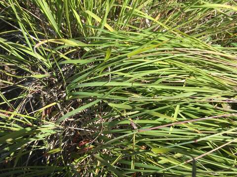 Image of Tacoma reedgrass