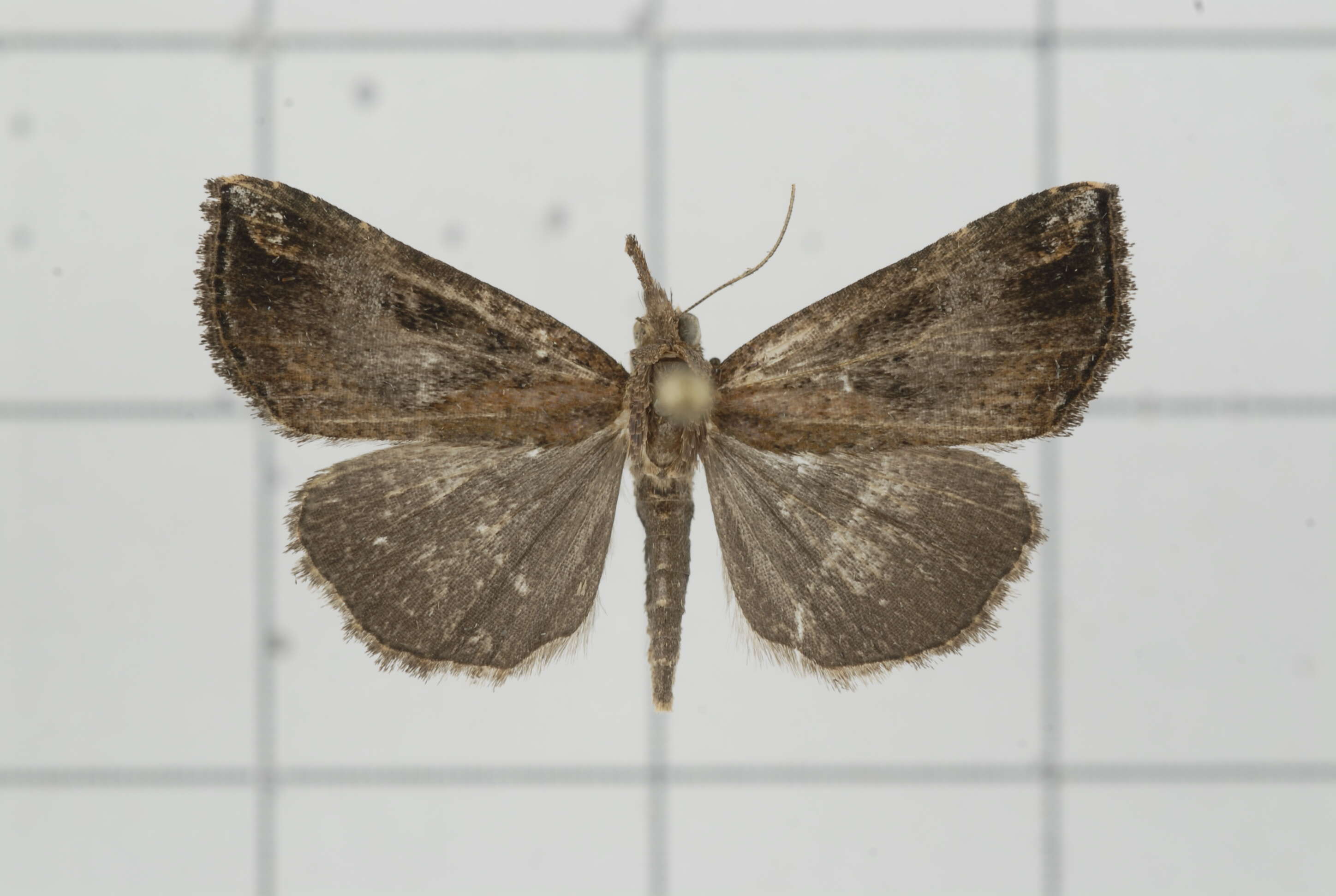 Image of Hypena tristalis