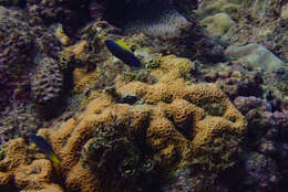 Image of Blacklobe wrasse