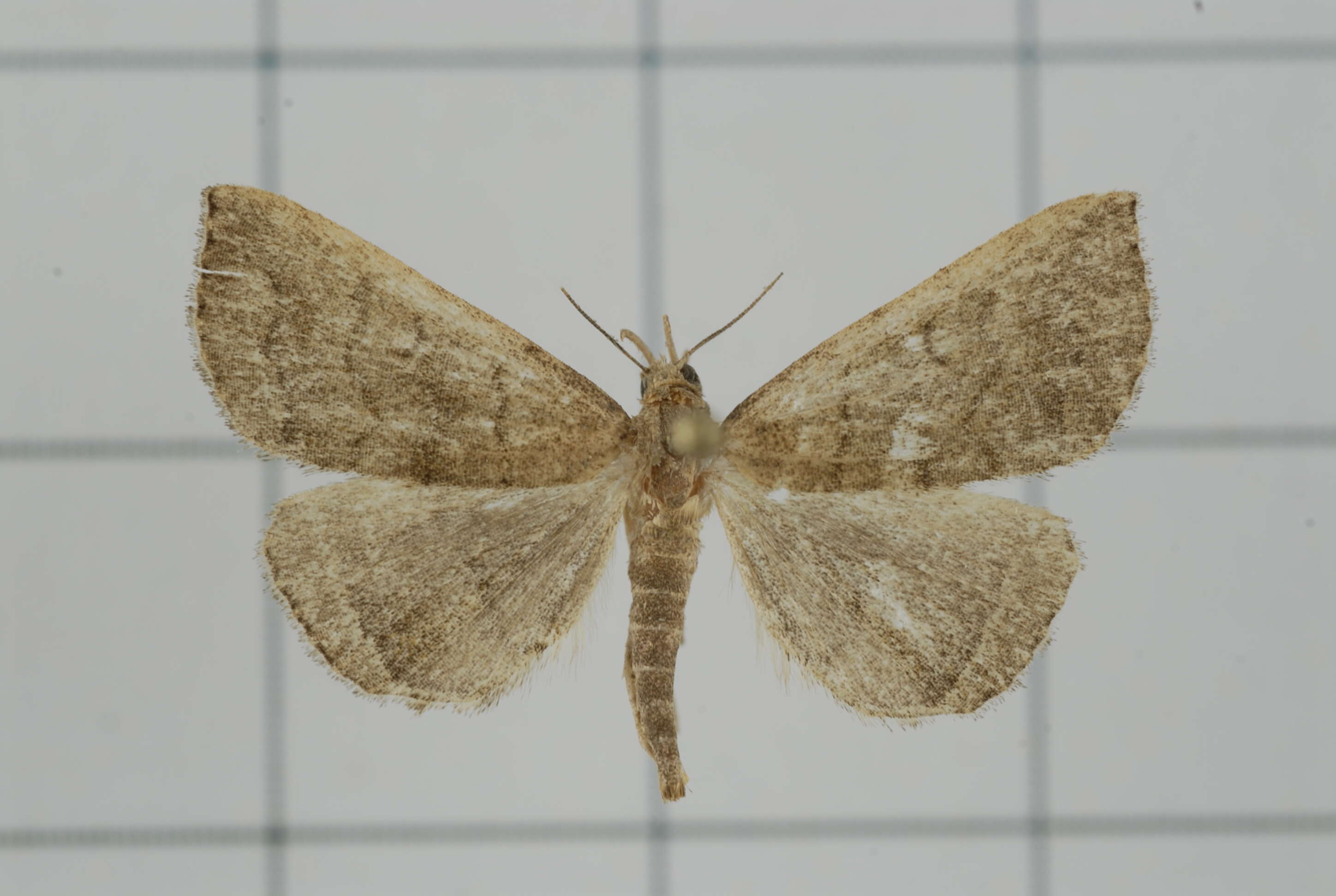 Image of Polypogon vermiculata (Leech 1900)