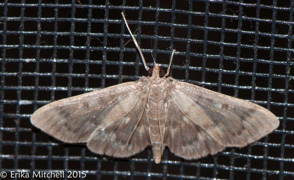 Image of Serpentine Webworm