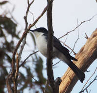 Image of Restless Flycatcher