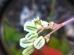 Plancia ëd Aulospermum longipes (S. Wats.) Coult. & Rose