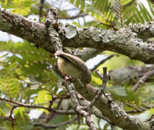 صورة Sylvietta ruficapilla Barboza du Bocage 1877