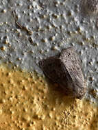 Image of lead-coloured drab