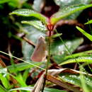 Image of Eumelicharia radiata (Distant 1892)