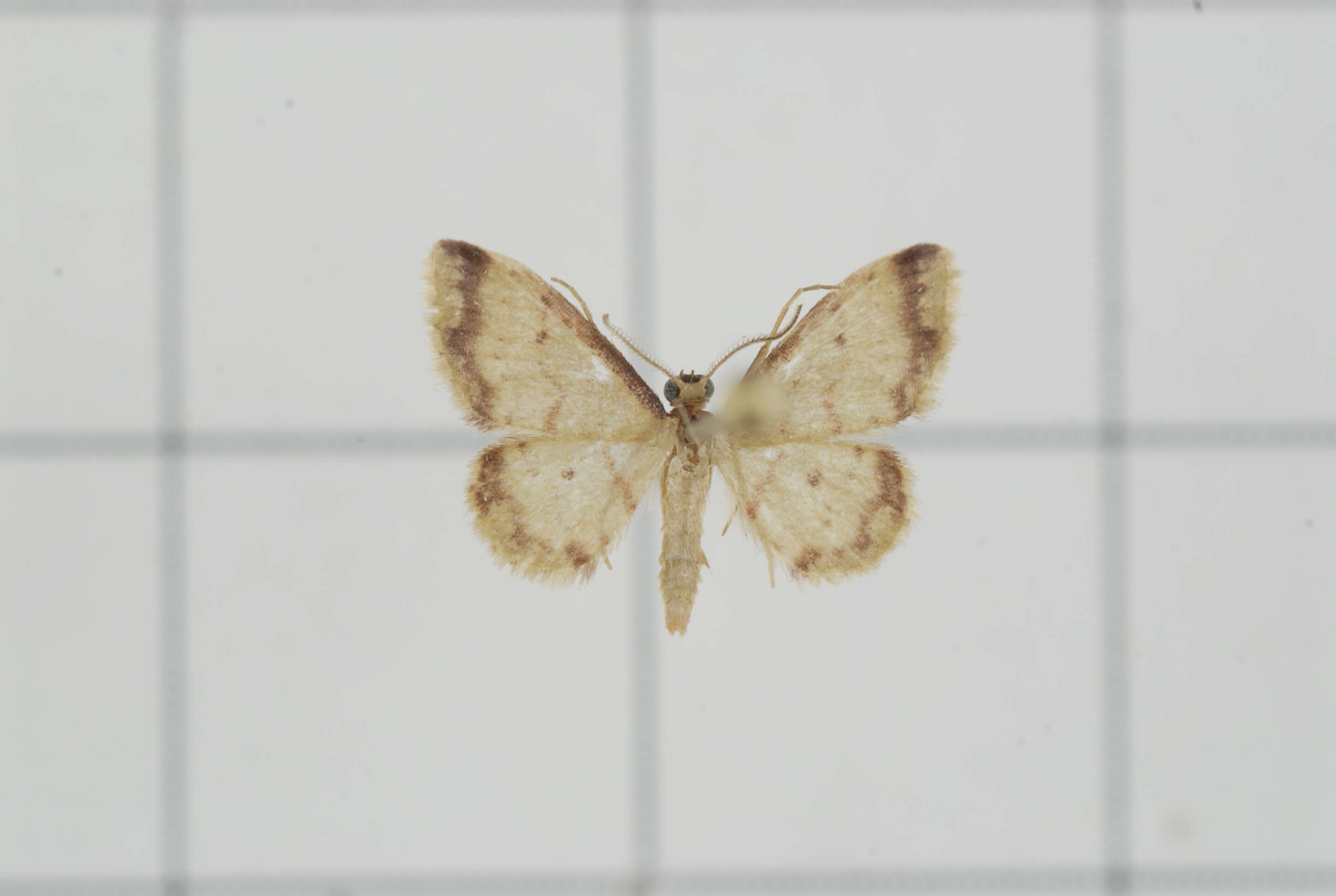 Image of Idaea sugillata Bastelberger 1911