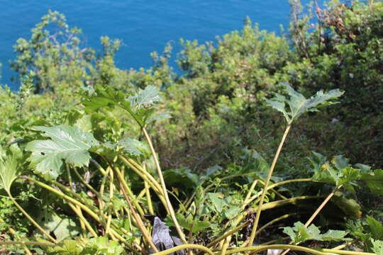 Image of Acanthus mollis subsp. platyphyllus Murb.