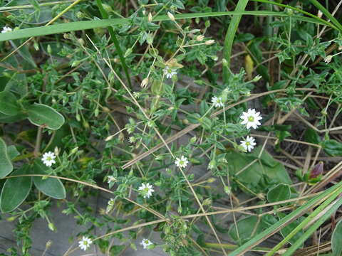 Image of Stellaria dichotoma L.