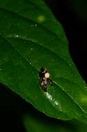 Image of Ophiocordyceps dipterigena (Berk. & Broome) G. H. Sung, J. M. Sung, Hywel-Jones & Spatafora 2007