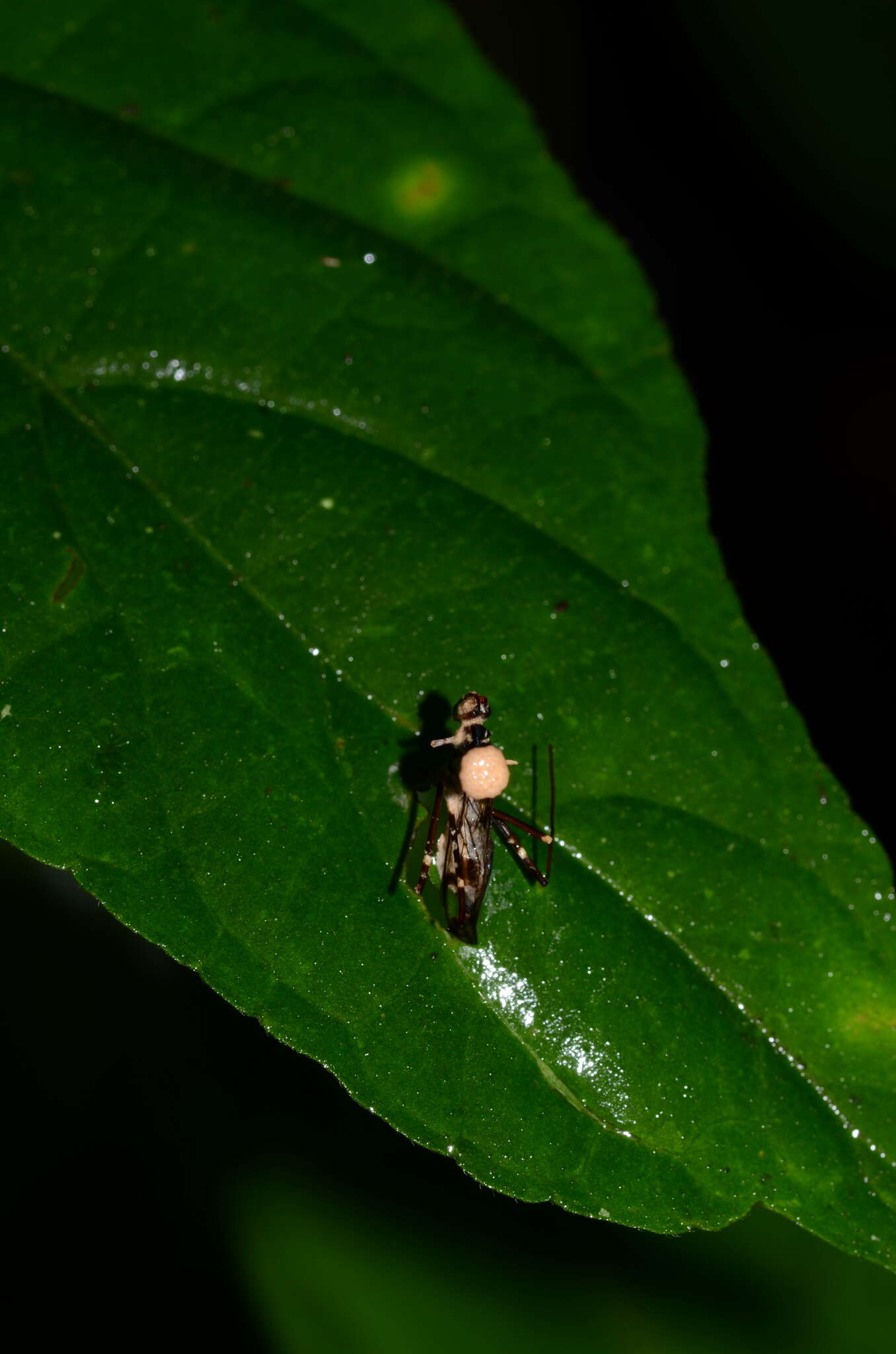 Image of Ophiocordyceps dipterigena (Berk. & Broome) G. H. Sung, J. M. Sung, Hywel-Jones & Spatafora 2007