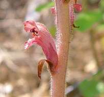 Imagem de Orobanche caryophyllacea Sm.