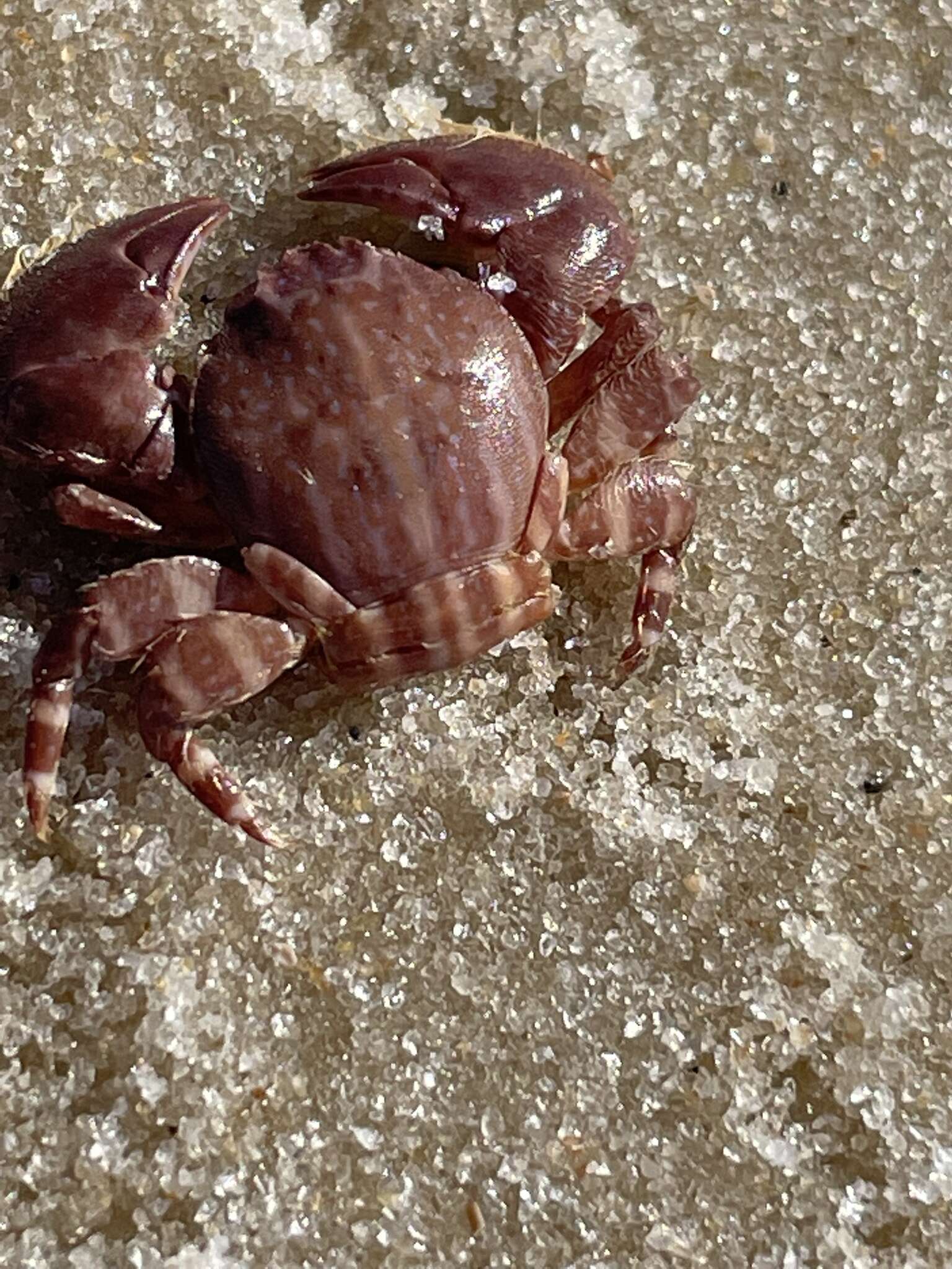 Image of spotted porcelain crab