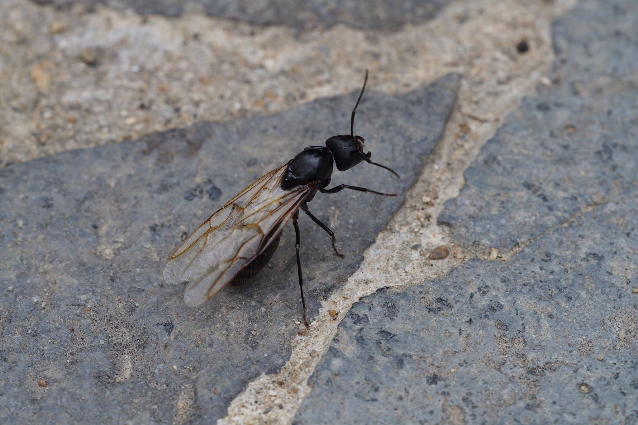 Plancia ëd Camponotus japonicus Mayr 1866