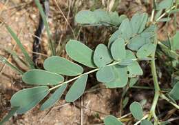 Image of Senna italica subsp. arachoides (Burch.) Lock