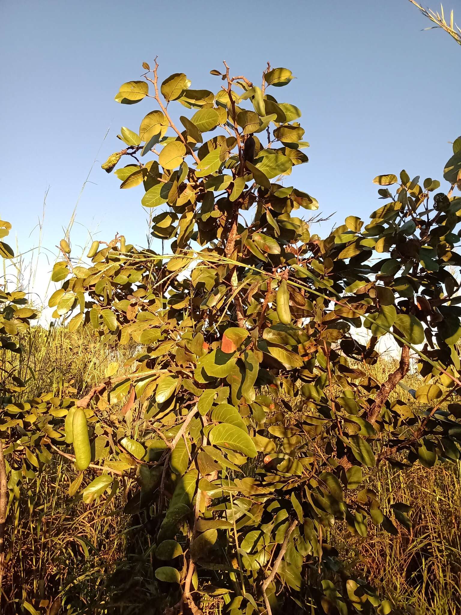 Sivun Hymenaea stigonocarpa Hayne kuva