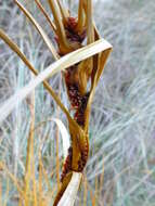 Plancia ëd Ficinia spiralis (A. Rich.) Muasya & de Lange