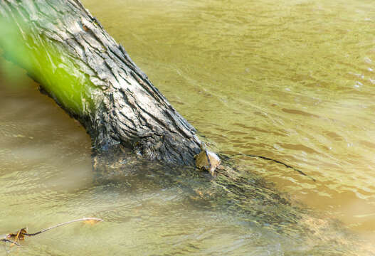 Image of Pearl River Map Turtle