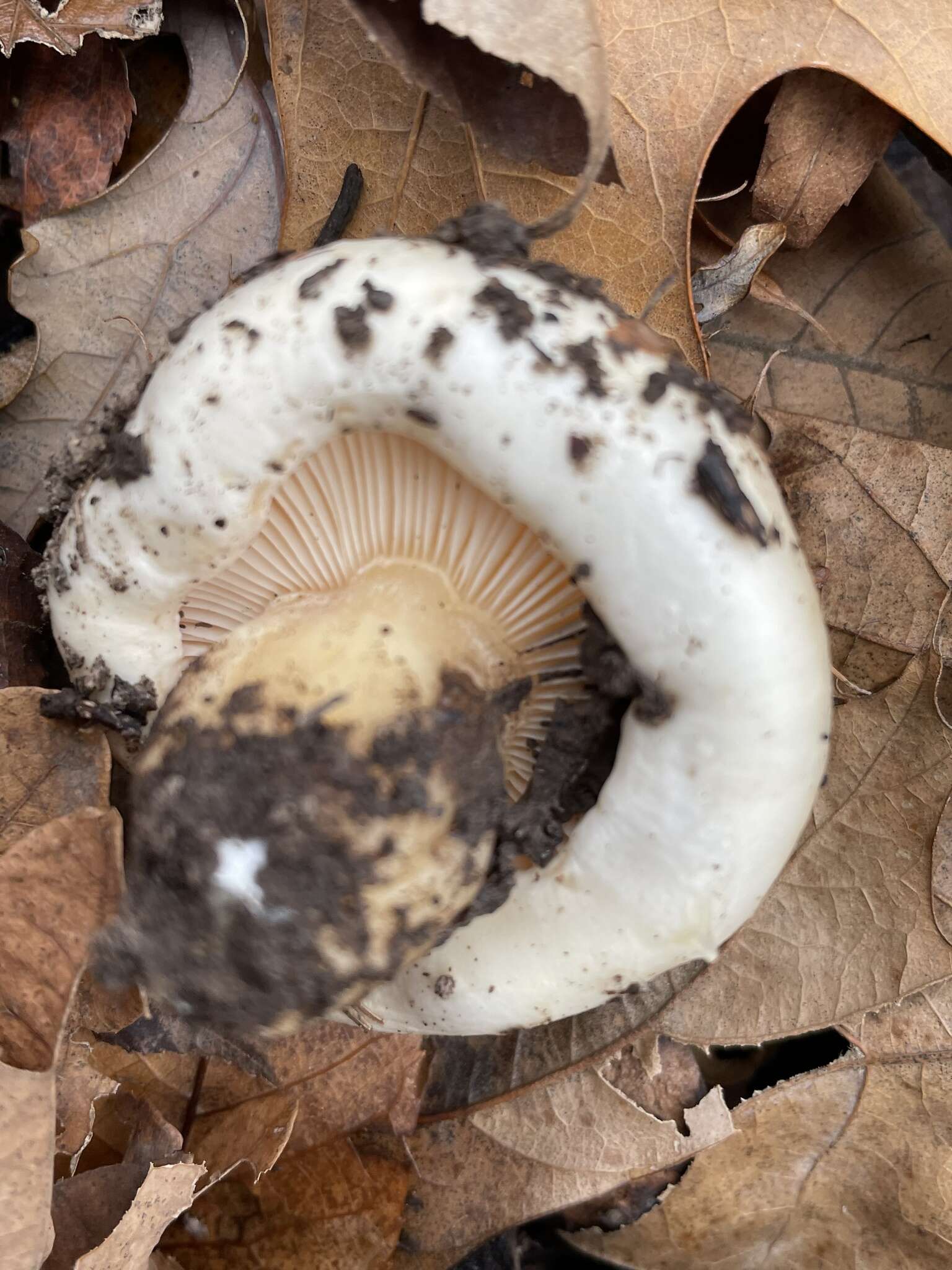 Image of Hygrophorus sordidus Peck 1898