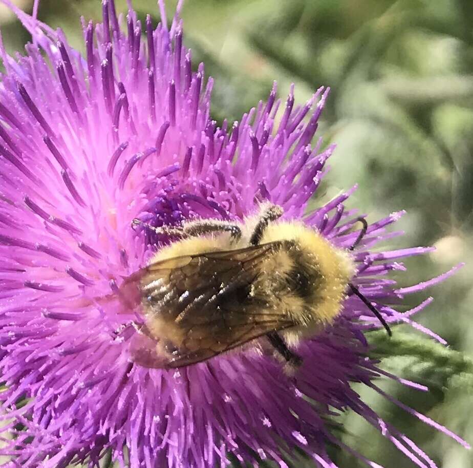 Image of Van Dyke Bumble Bee