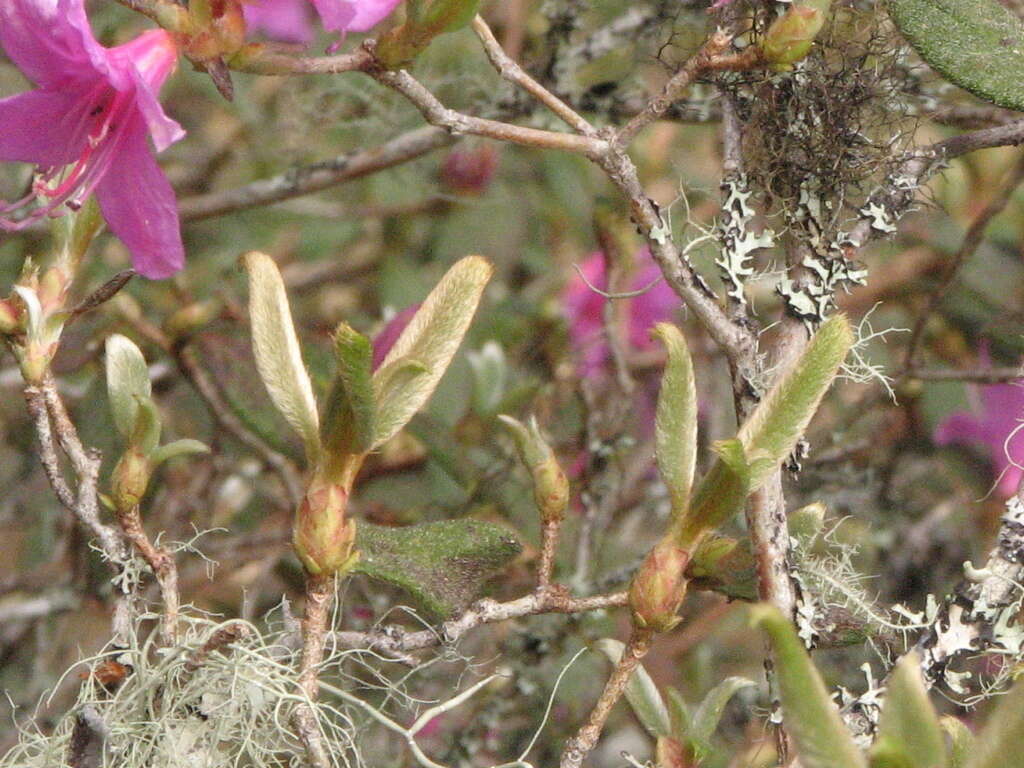 Image of Rhododendron rubropilosum var. taiwanalpinum (Ohwi) S. S. Ying