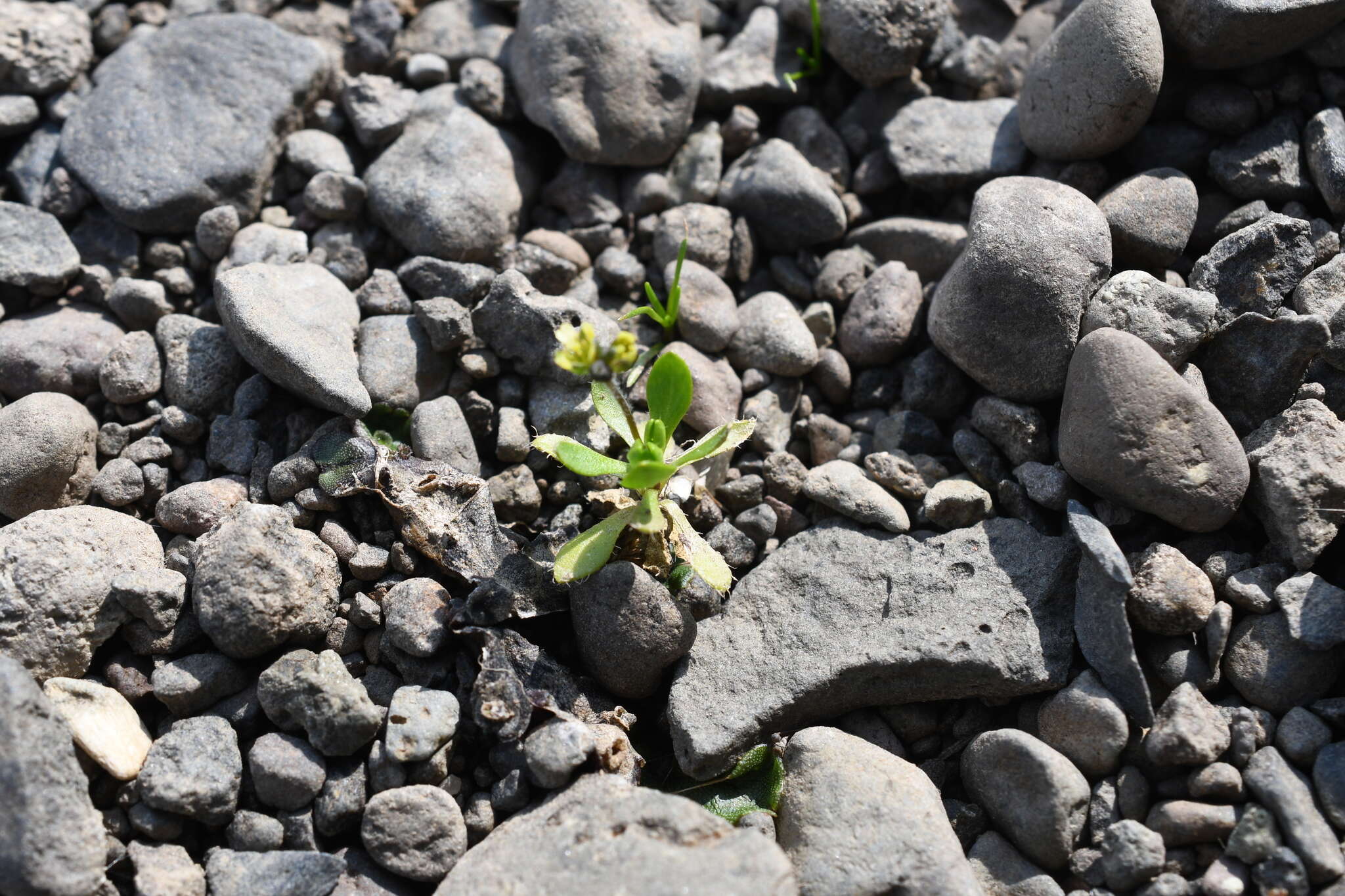 Image of Canadian arctic draba