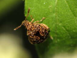 Image of Redbud Bruchid