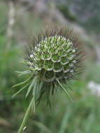 Image of Scabiosa bipinnata C. Koch