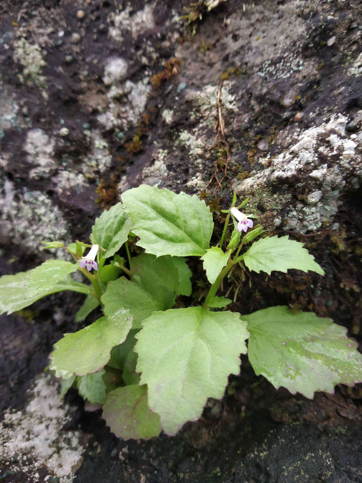 Sivun Lobelia heyneana Schult. kuva