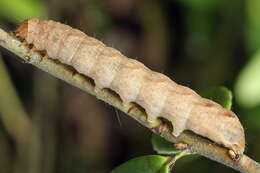 Image of glaucous shears