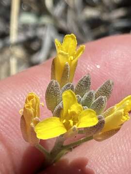 Image of King bladderpod