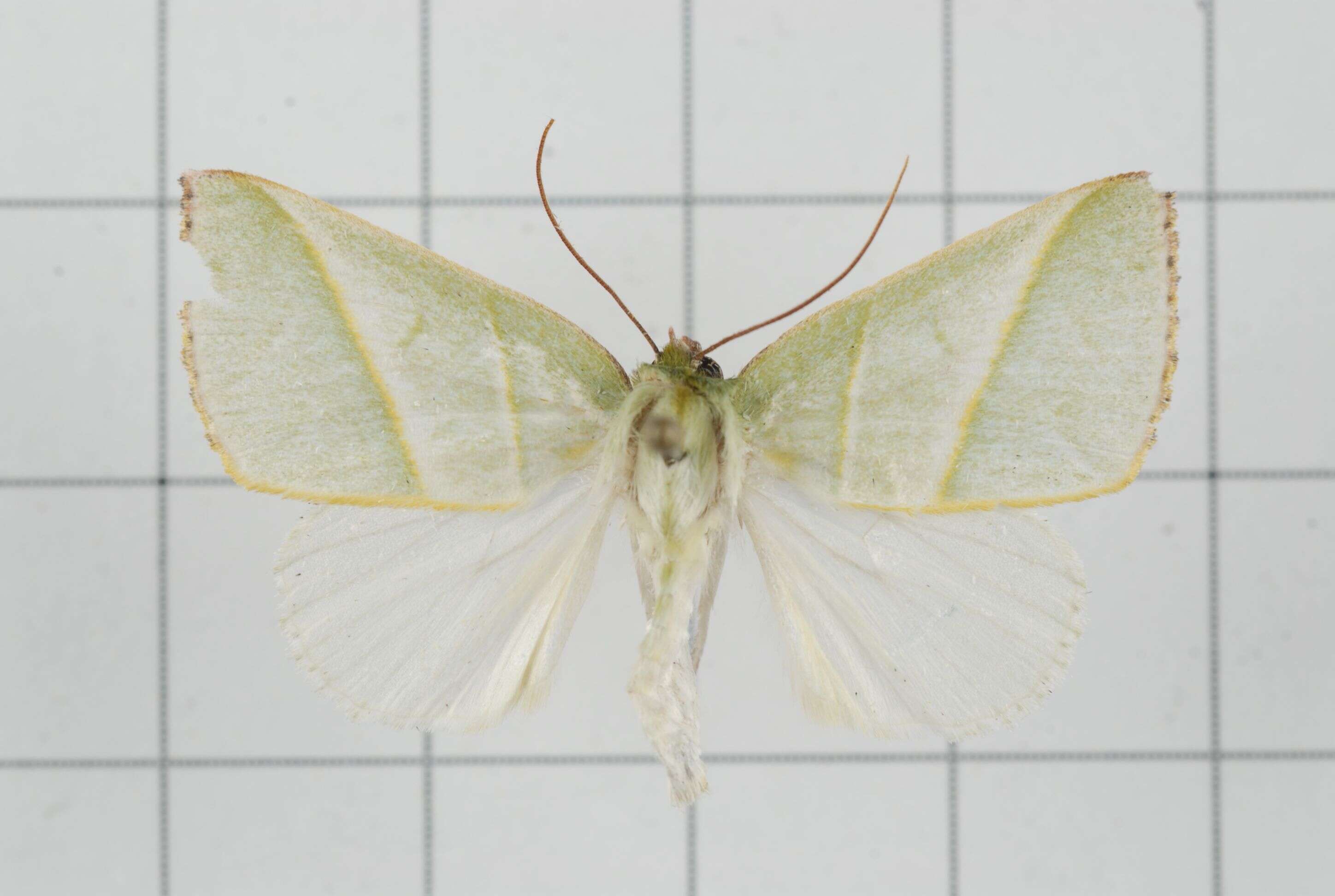 Image of Hylophilodes tsukusensis Nagano 1918