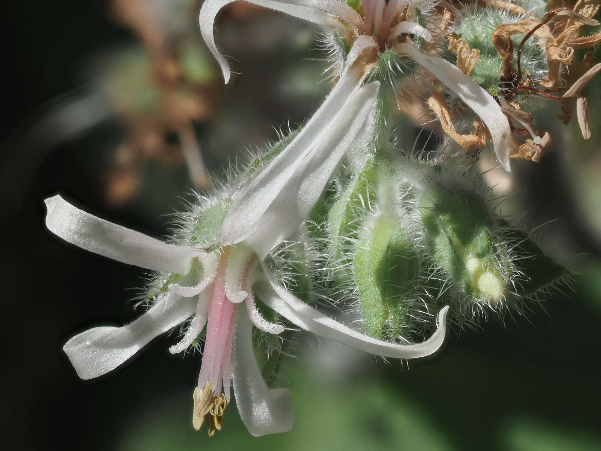 Image of Symphytum creticum (Willd.) Greuter & Rech. fil.