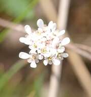 Imagem de Teesdalia coronopifolia (Bergeret ex Steud.) Thell.