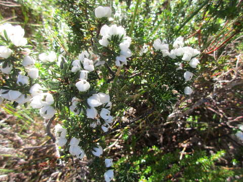 Image of Boronia citriodora subsp. citriodora