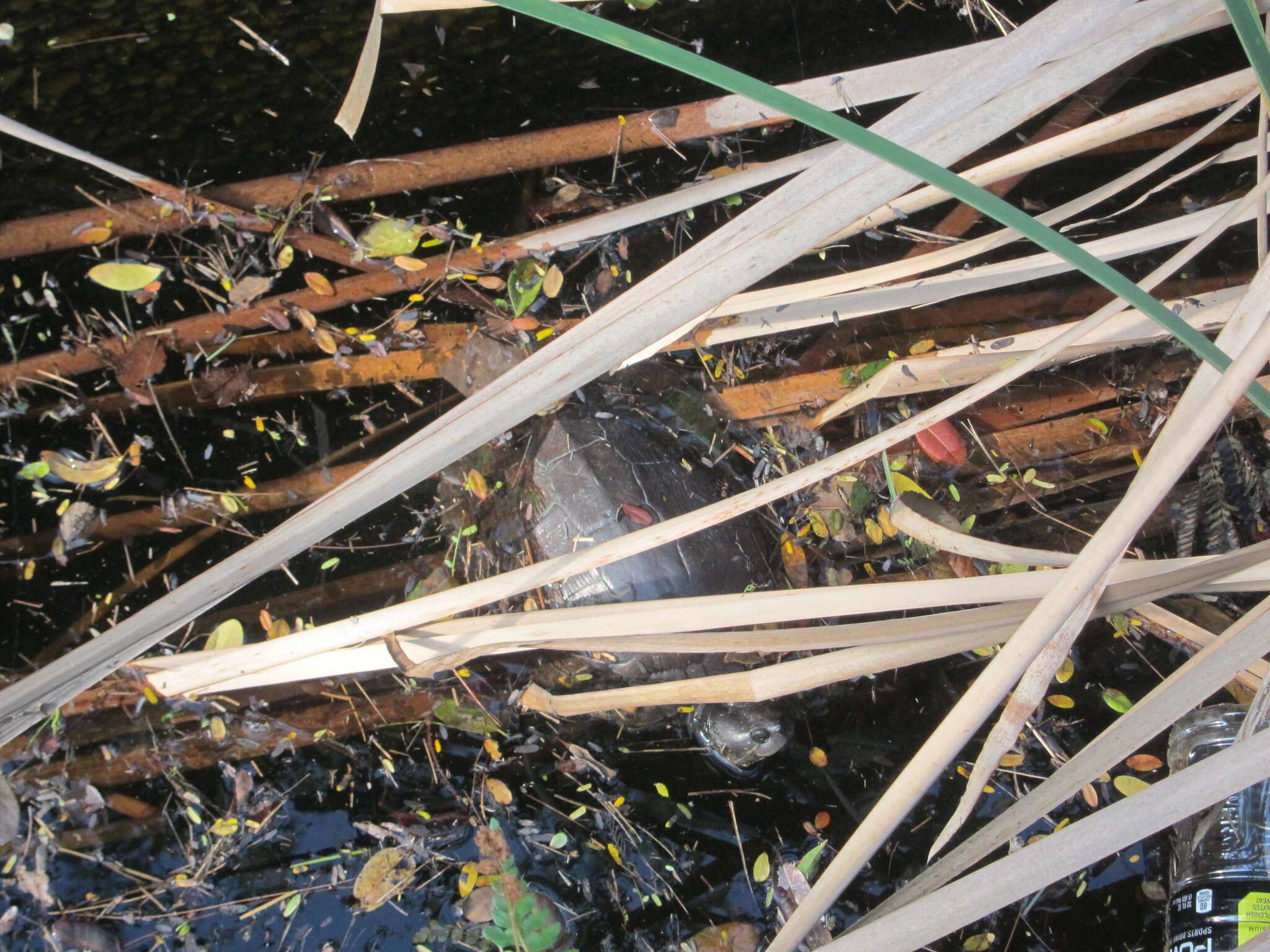 Image of Cat Island Freshwater Turtle