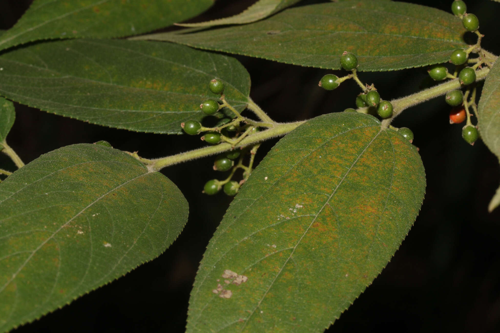 Image de Trema micrantha (L.) Bl.